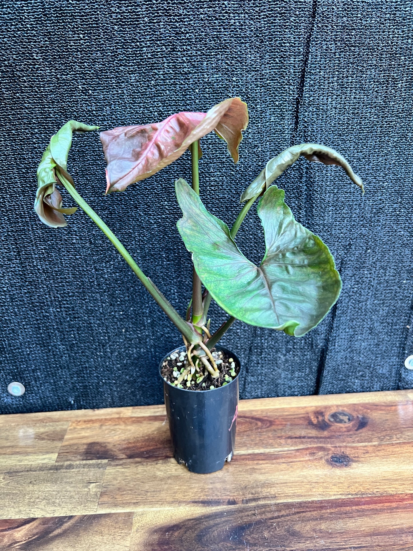 Syngonium Podophyllum 'Strawberry Ice' NONTC A67