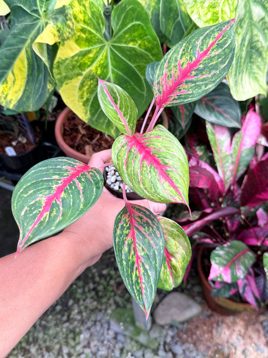 Aglaonema 'Red Emerald' M84
