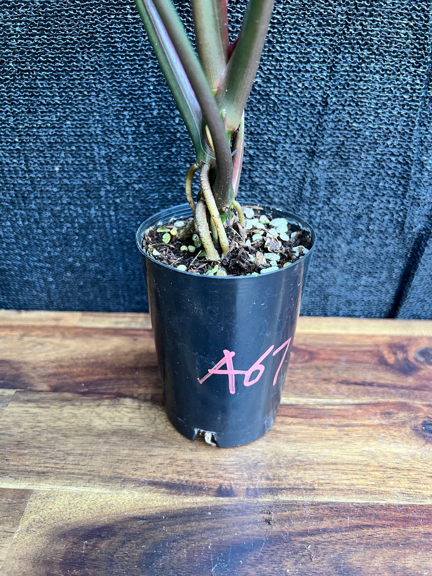 Syngonium Podophyllum 'Strawberry Ice' NONTC A67