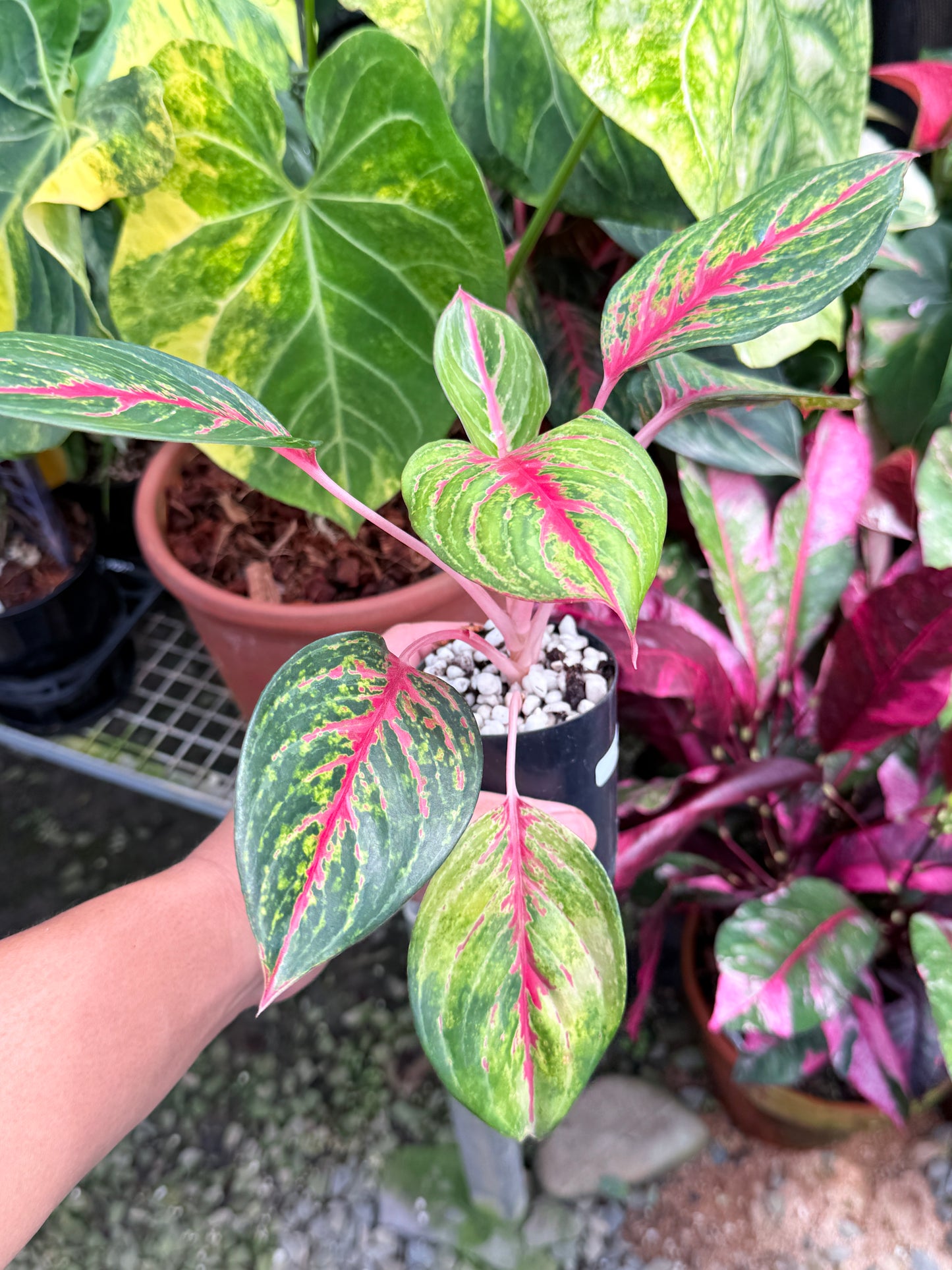 Aglaonema 'Red Emerald' M84