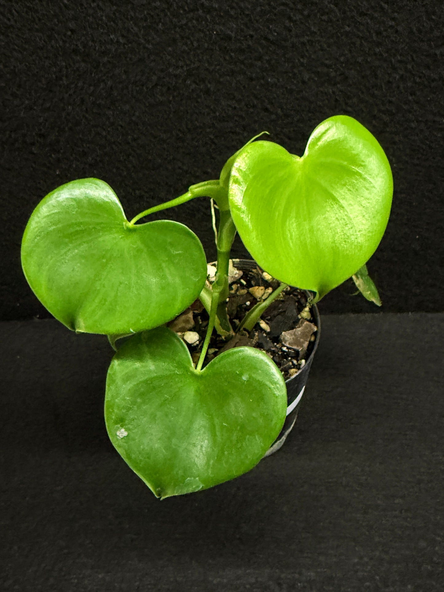Philodendron Grazielae - Rarely Offered F25