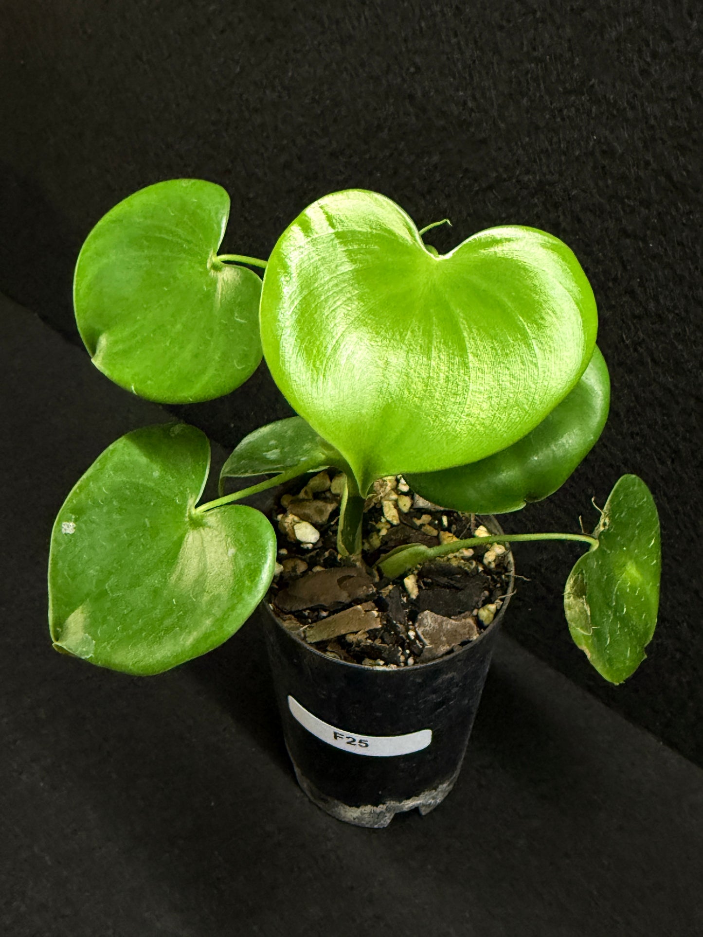 Philodendron Grazielae - Rarely Offered F25