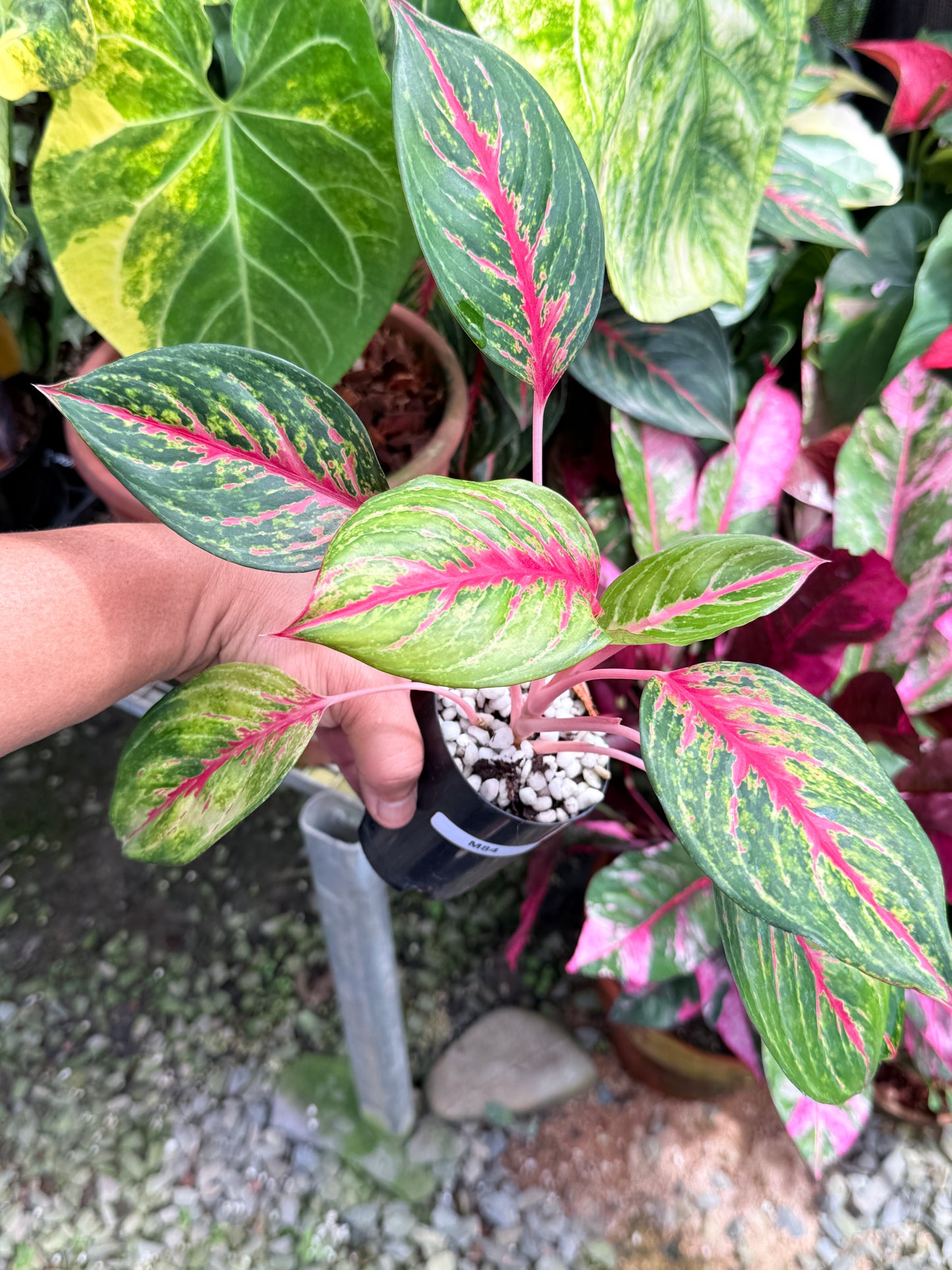 Aglaonema 'Red Emerald' M84