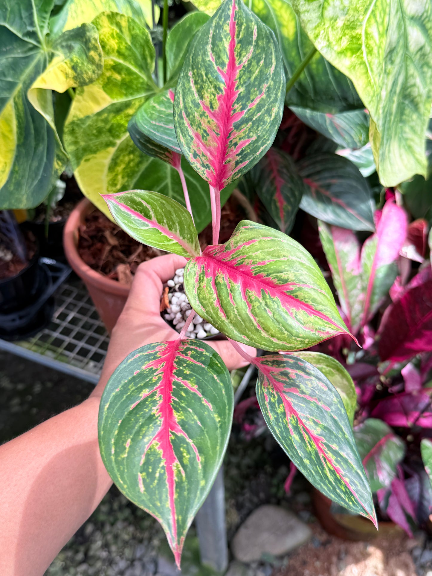 Aglaonema 'Red Emerald' M84