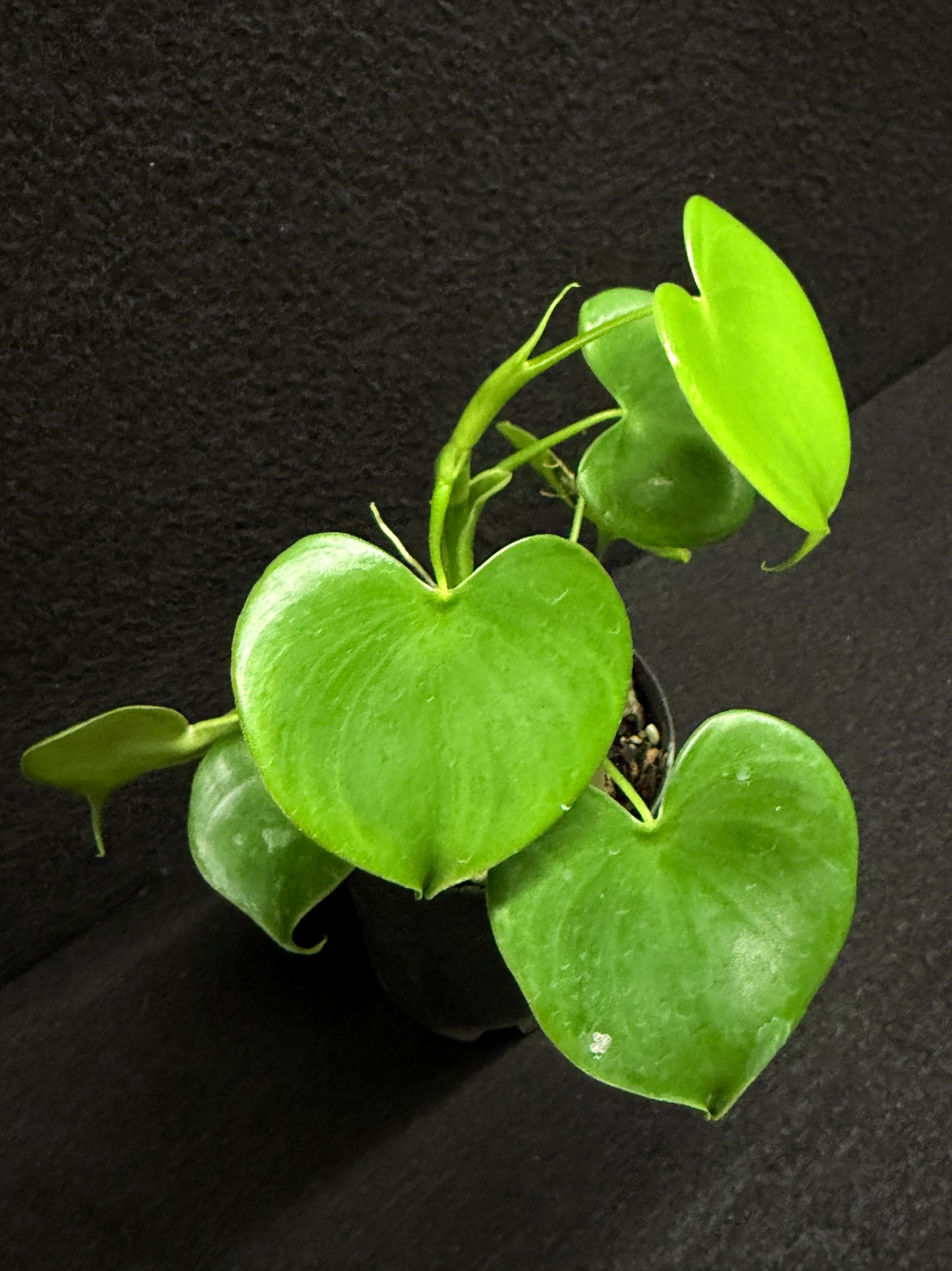 Philodendron Grazielae - Rarely Offered F25