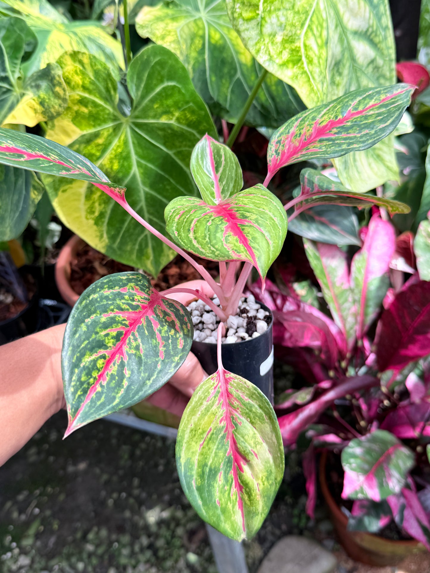 Aglaonema 'Red Emerald' M84