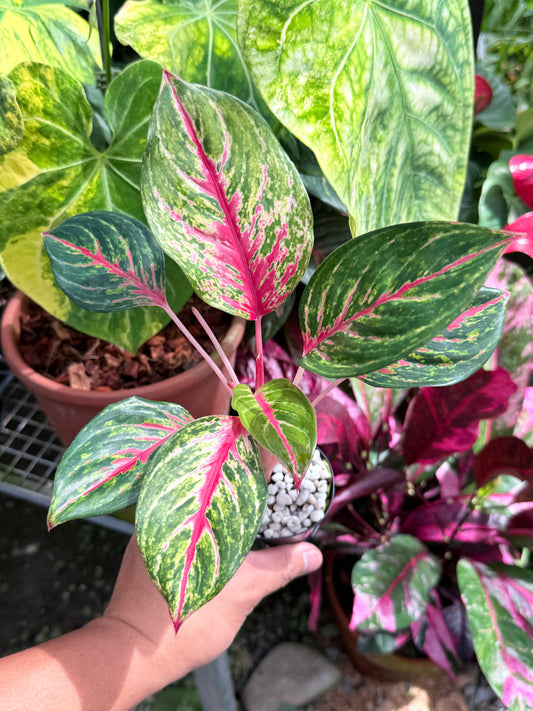 Aglaonema 'Red Emerald' M83