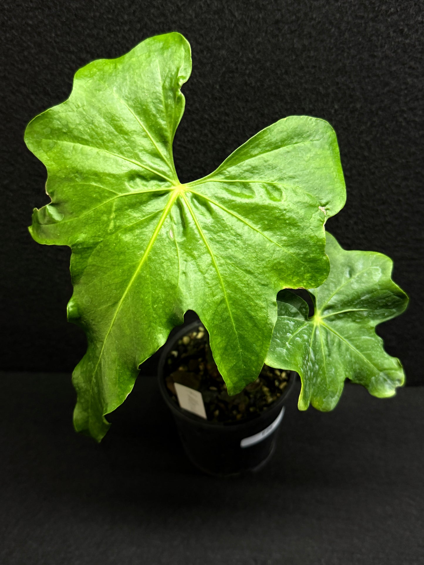 Anthurium Macrolobium 'Anthurium Batman' F26