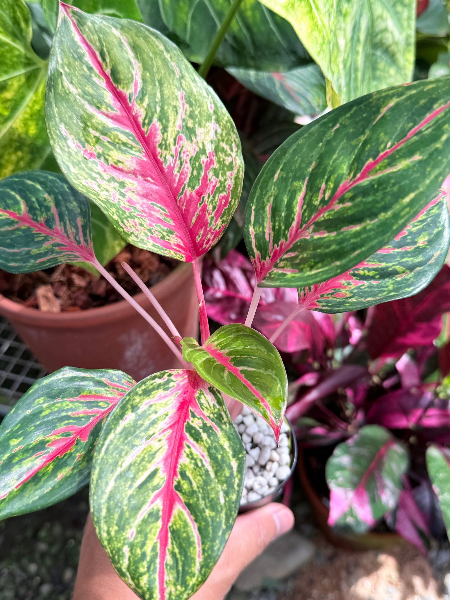 Aglaonema 'Red Emerald' M83