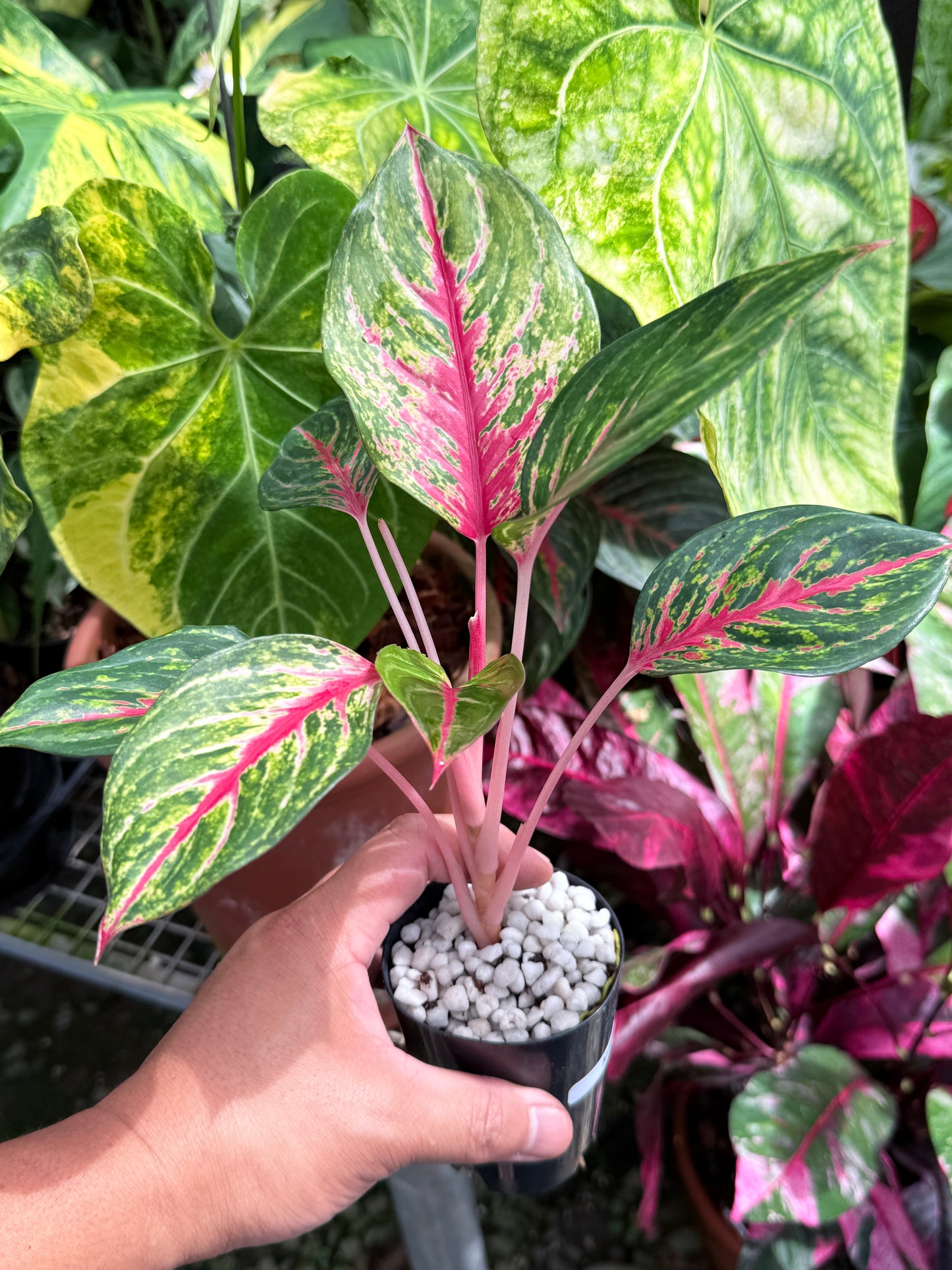 Aglaonema 'Red Emerald' M83