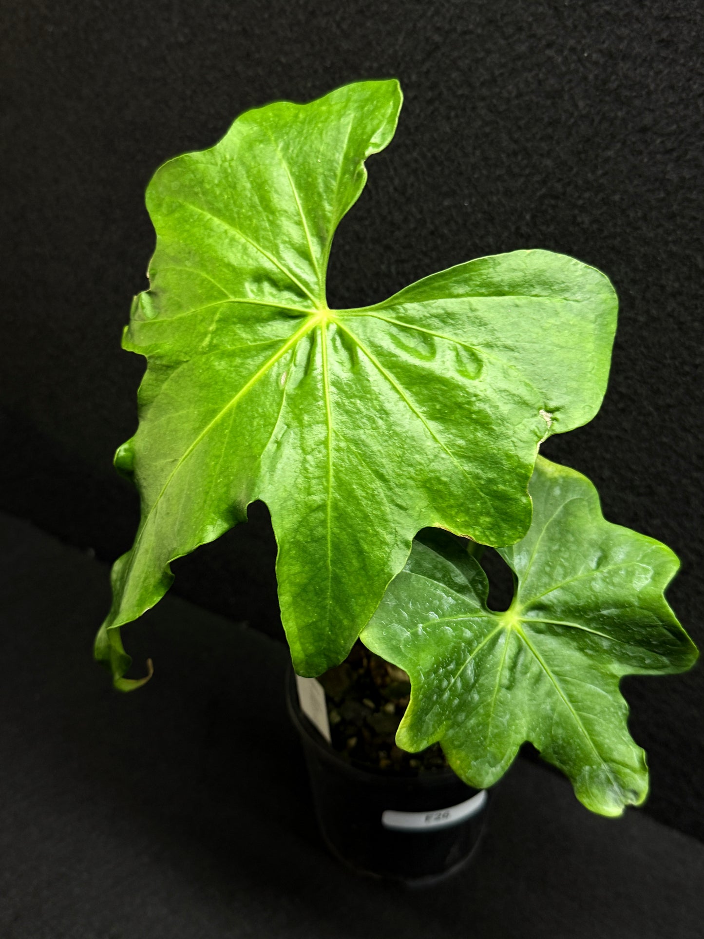 Anthurium Macrolobium 'Anthurium Batman' F26