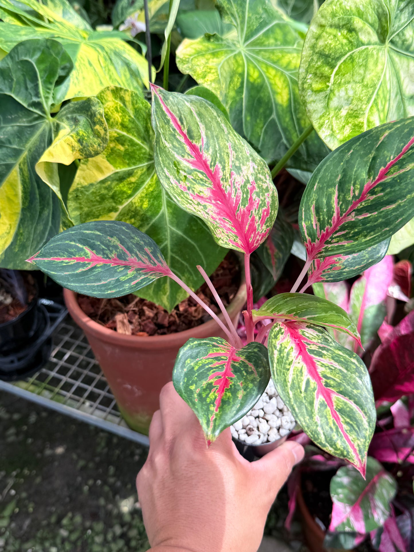 Aglaonema 'Red Emerald' M83