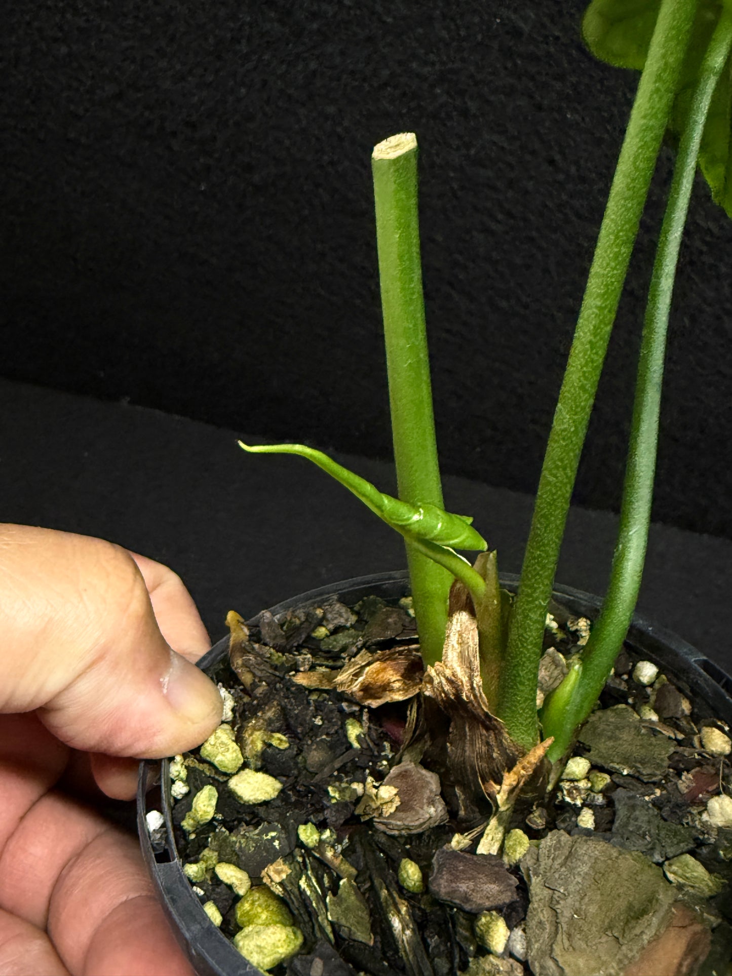 Anthurium Macrolobium 'Anthurium Batman' F26