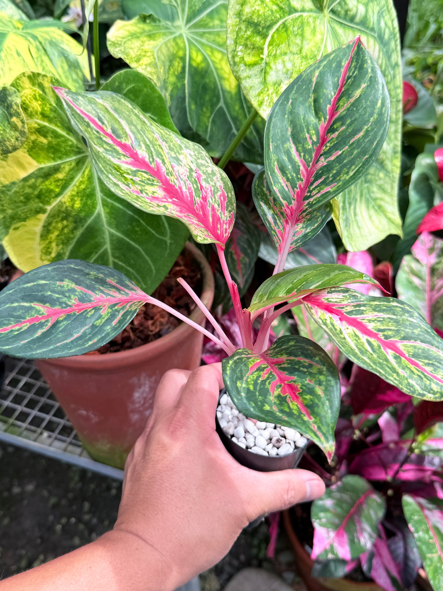 Aglaonema 'Red Emerald' M83