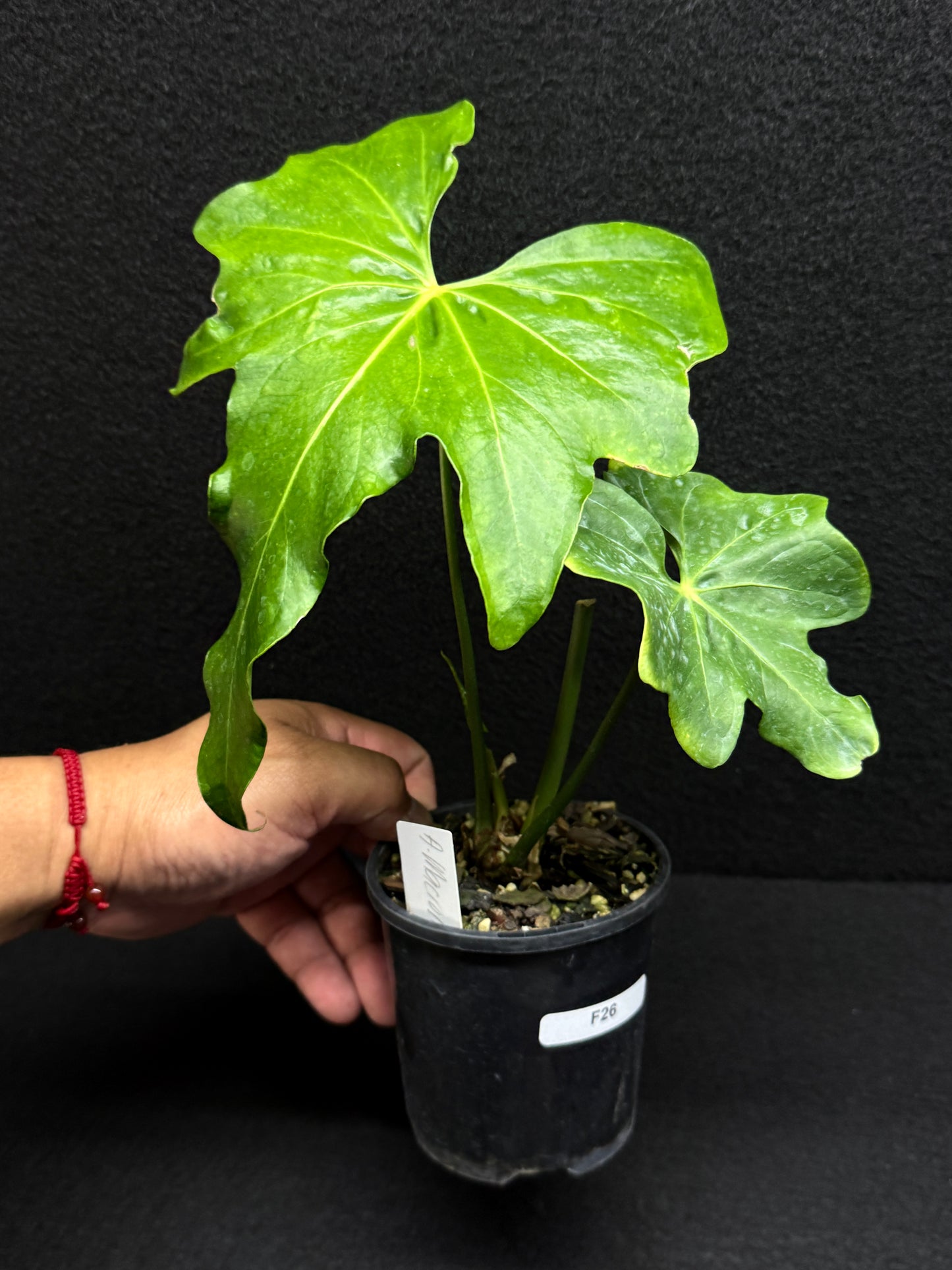 Anthurium Macrolobium 'Anthurium Batman' F26