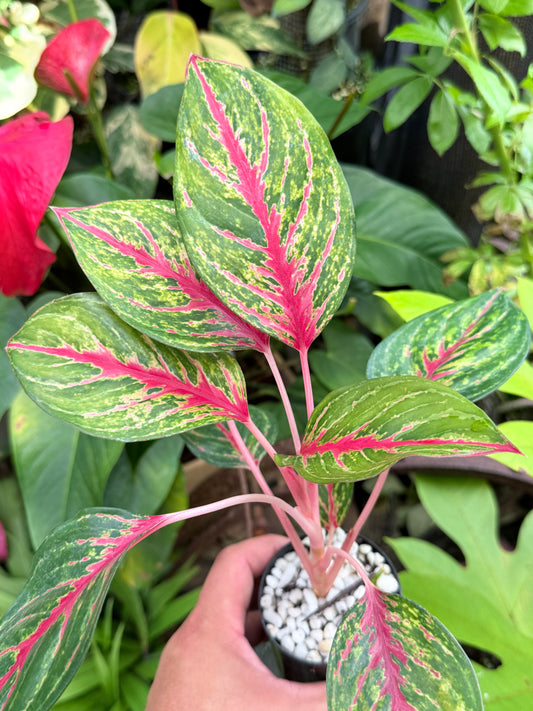 Aglaonema 'Red Emerald' M82