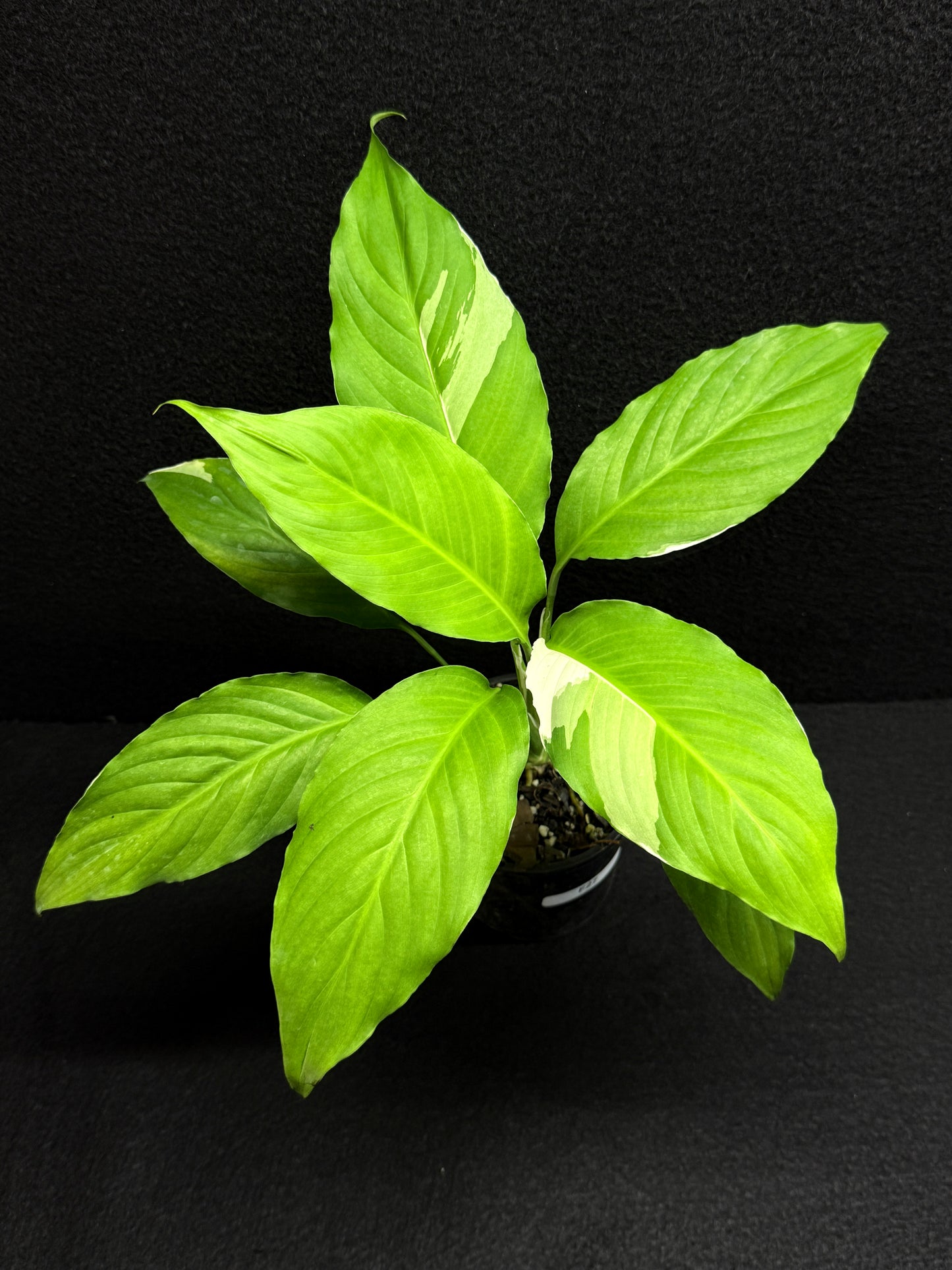 Spathiphyllum Picasso 'Variegated Peace Lilly' F27