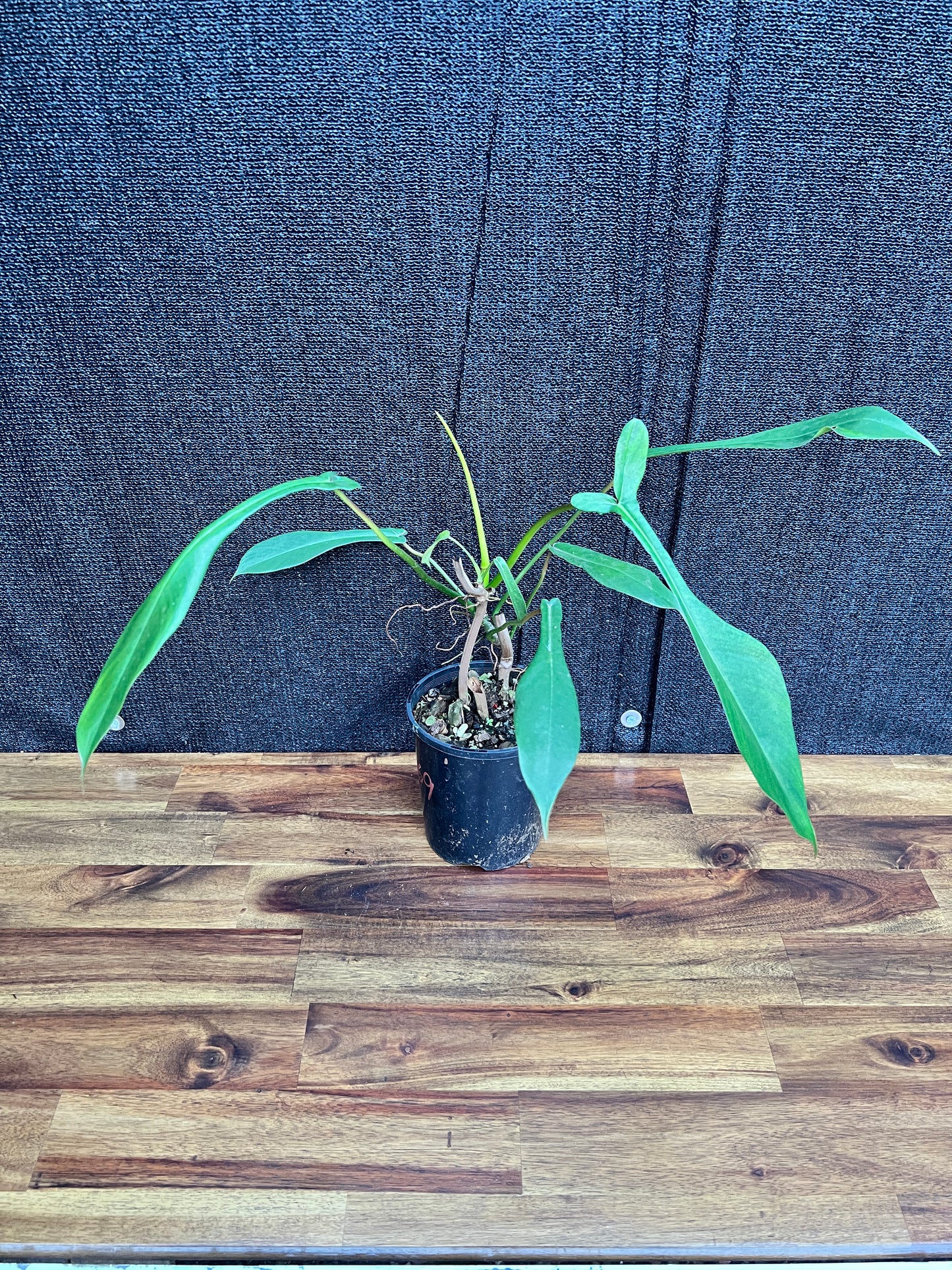 Philodendron 'Joepii' A69