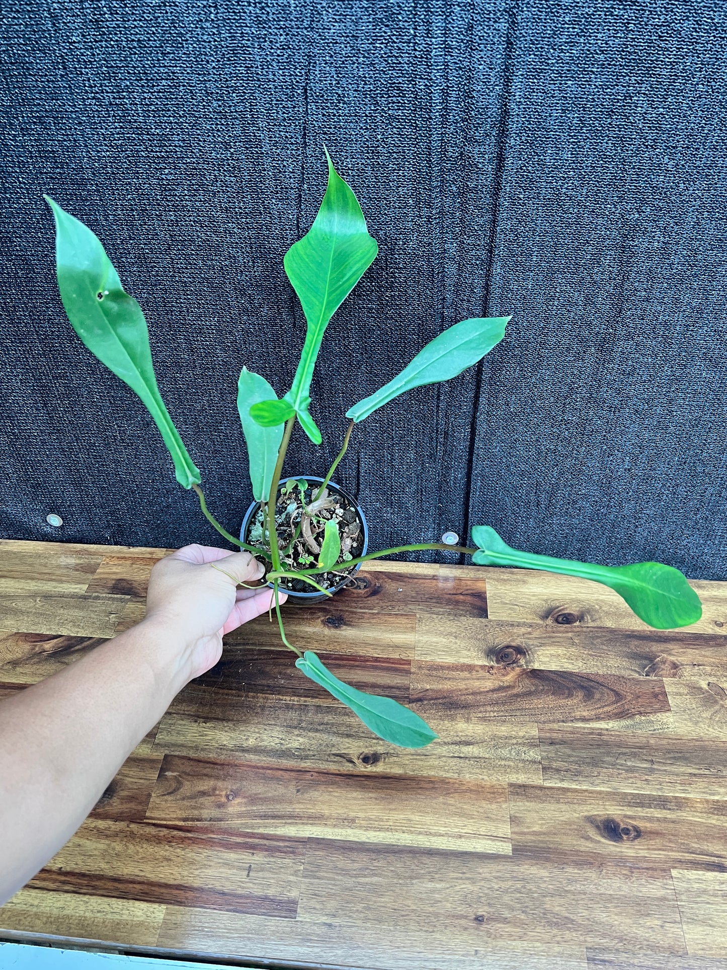 Philodendron 'Joepii' A69