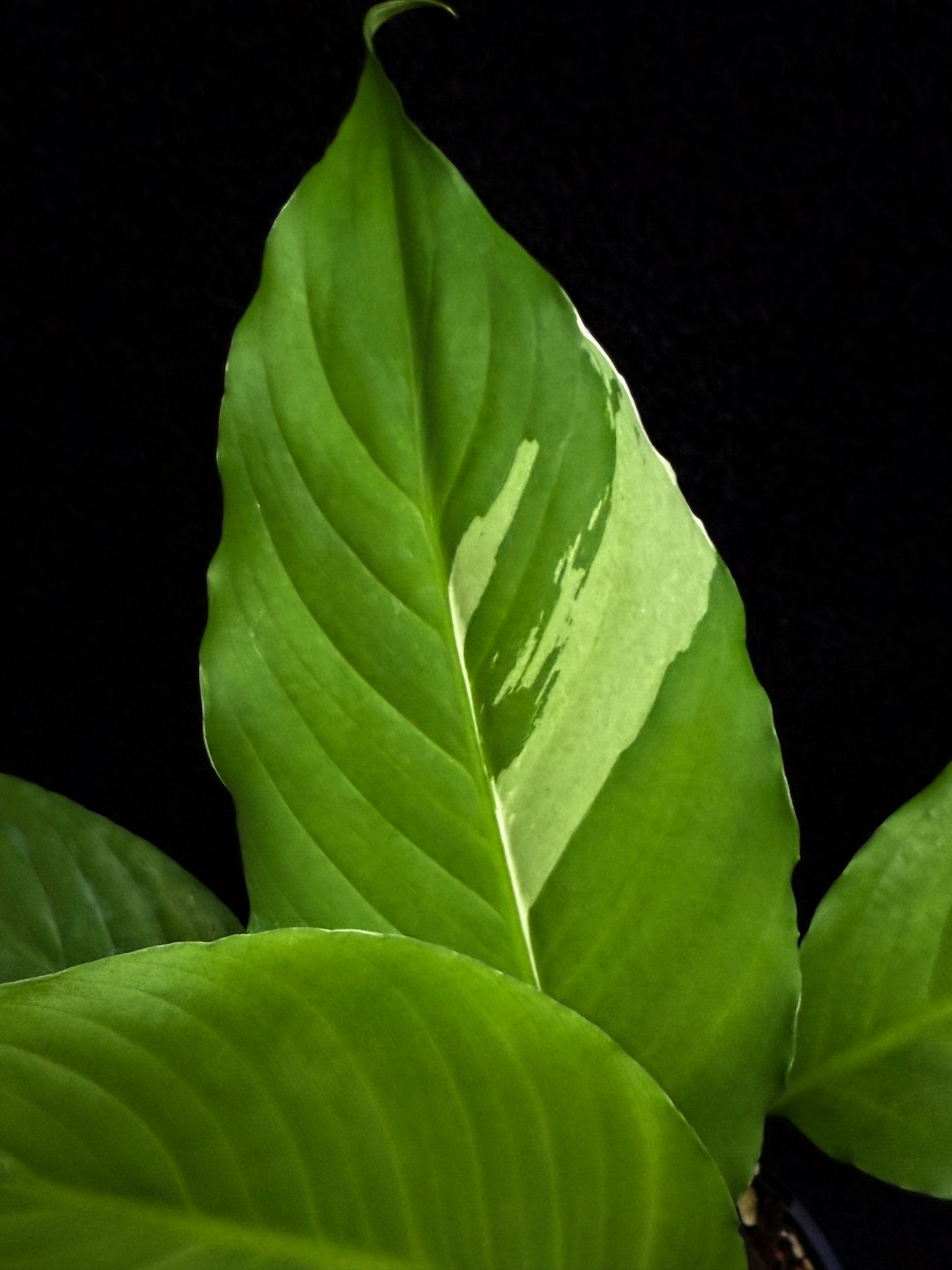 Spathiphyllum Picasso 'Variegated Peace Lilly' F27