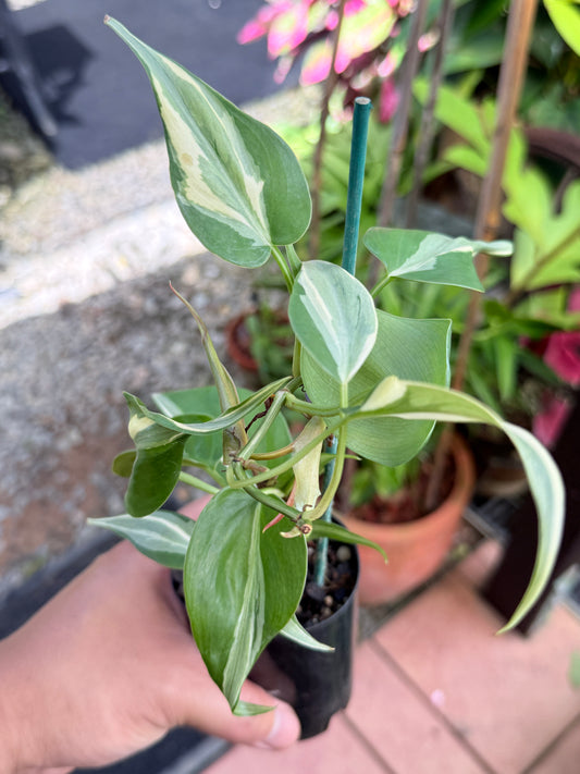 Philodendron 'Rio' S37