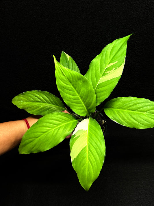 Spathiphyllum Picasso 'Variegated Peace Lilly' F27