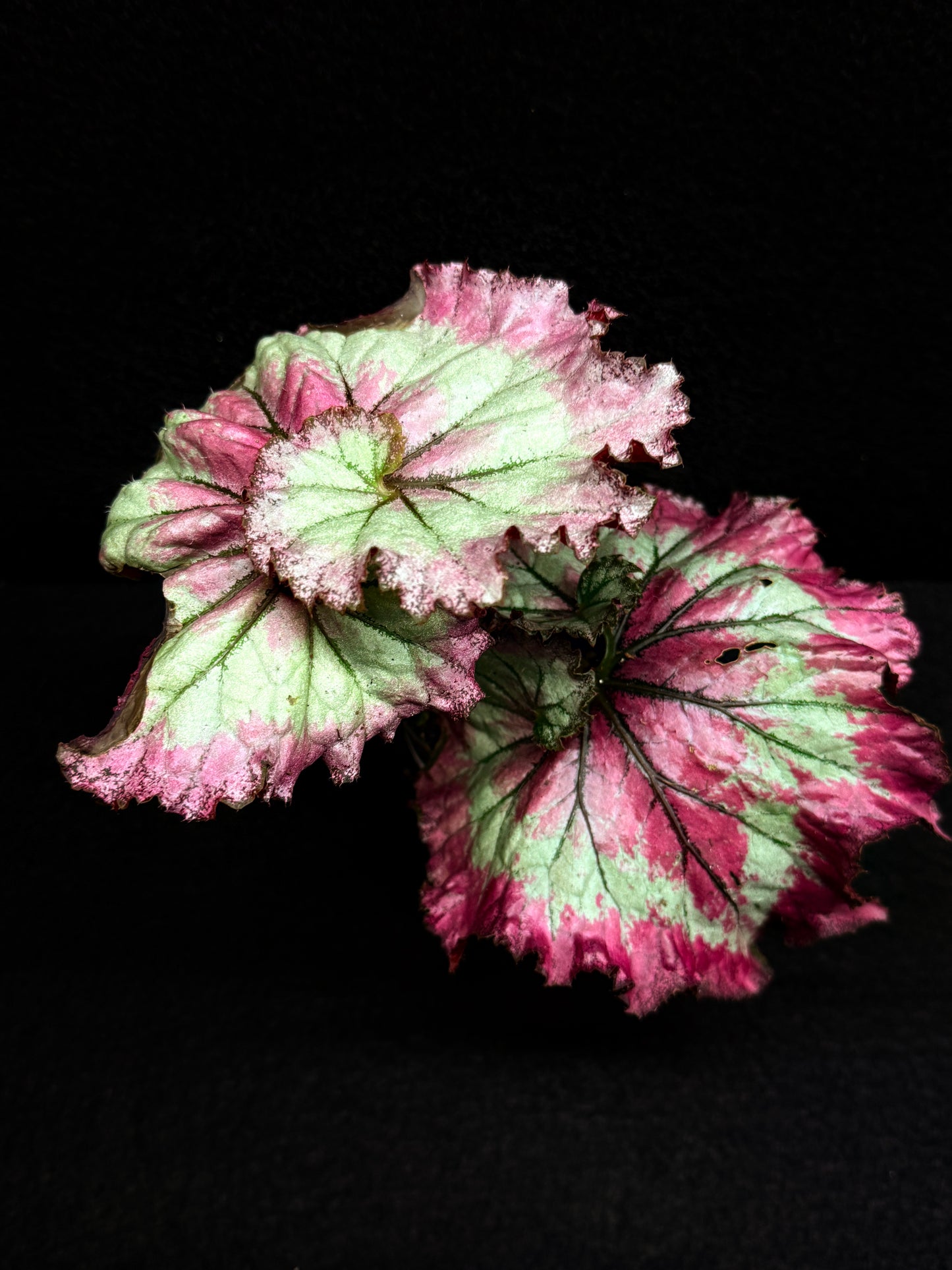 Begonia Strawberry Swirl F28