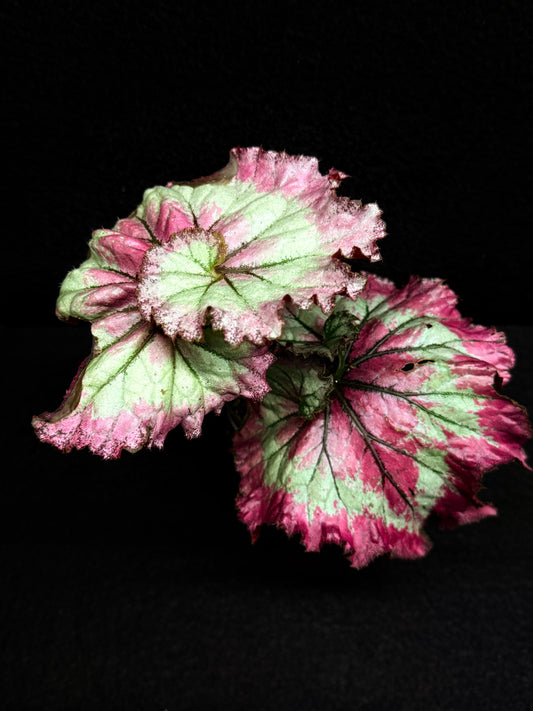 Begonia Strawberry Swirl F28