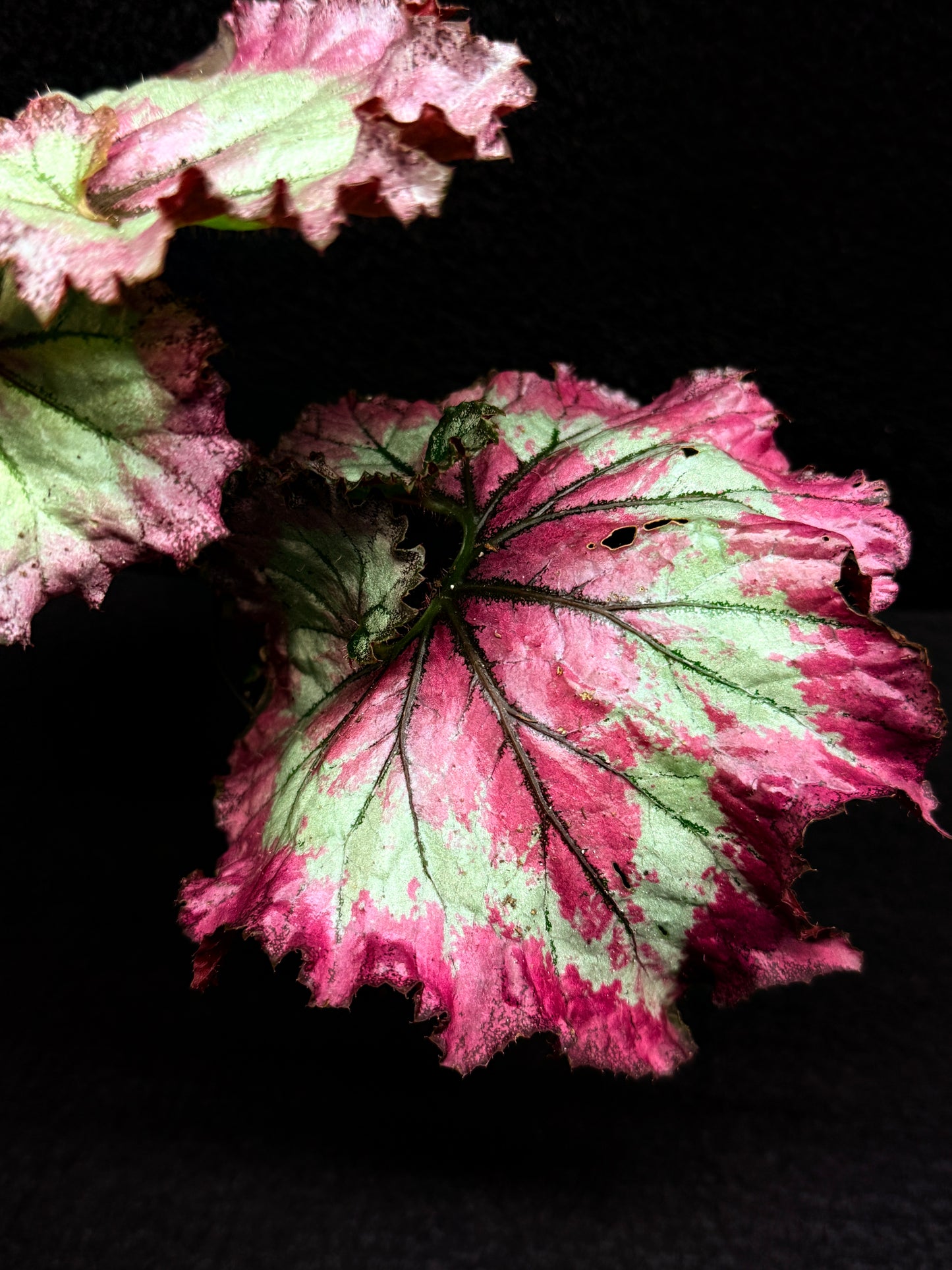 Begonia Strawberry Swirl F28