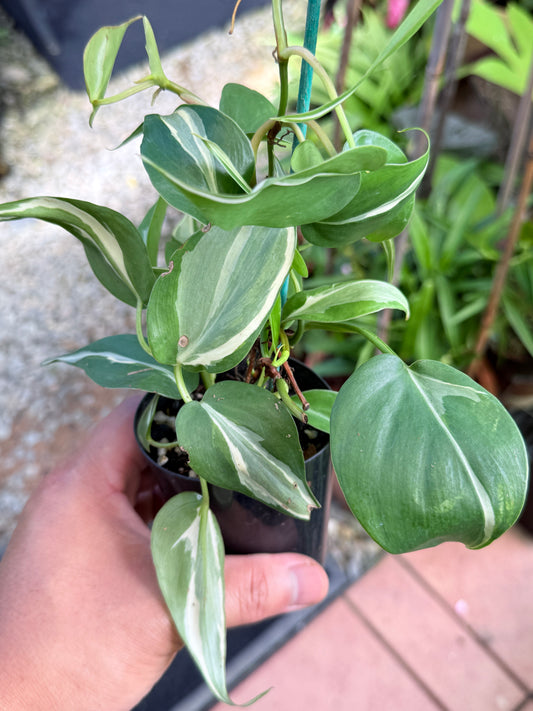 Philodendron 'Rio' L1