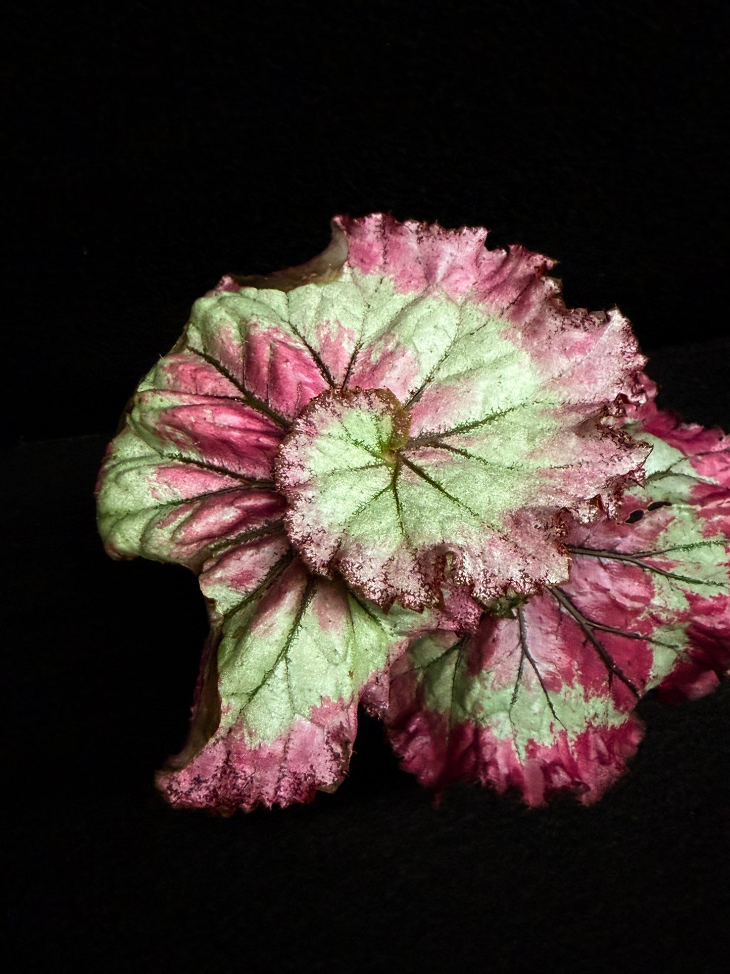 Begonia Strawberry Swirl F28
