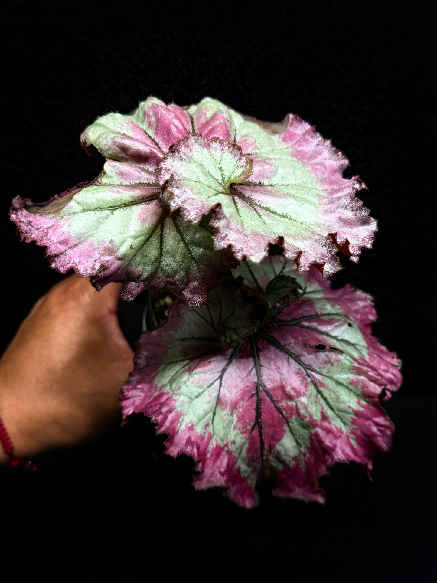 Begonia Strawberry Swirl F28