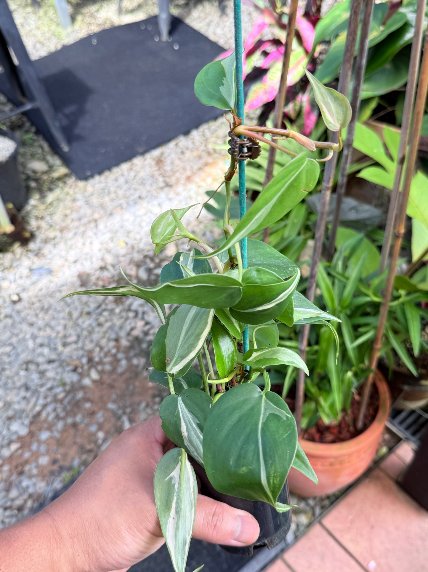 Philodendron 'Rio' L1