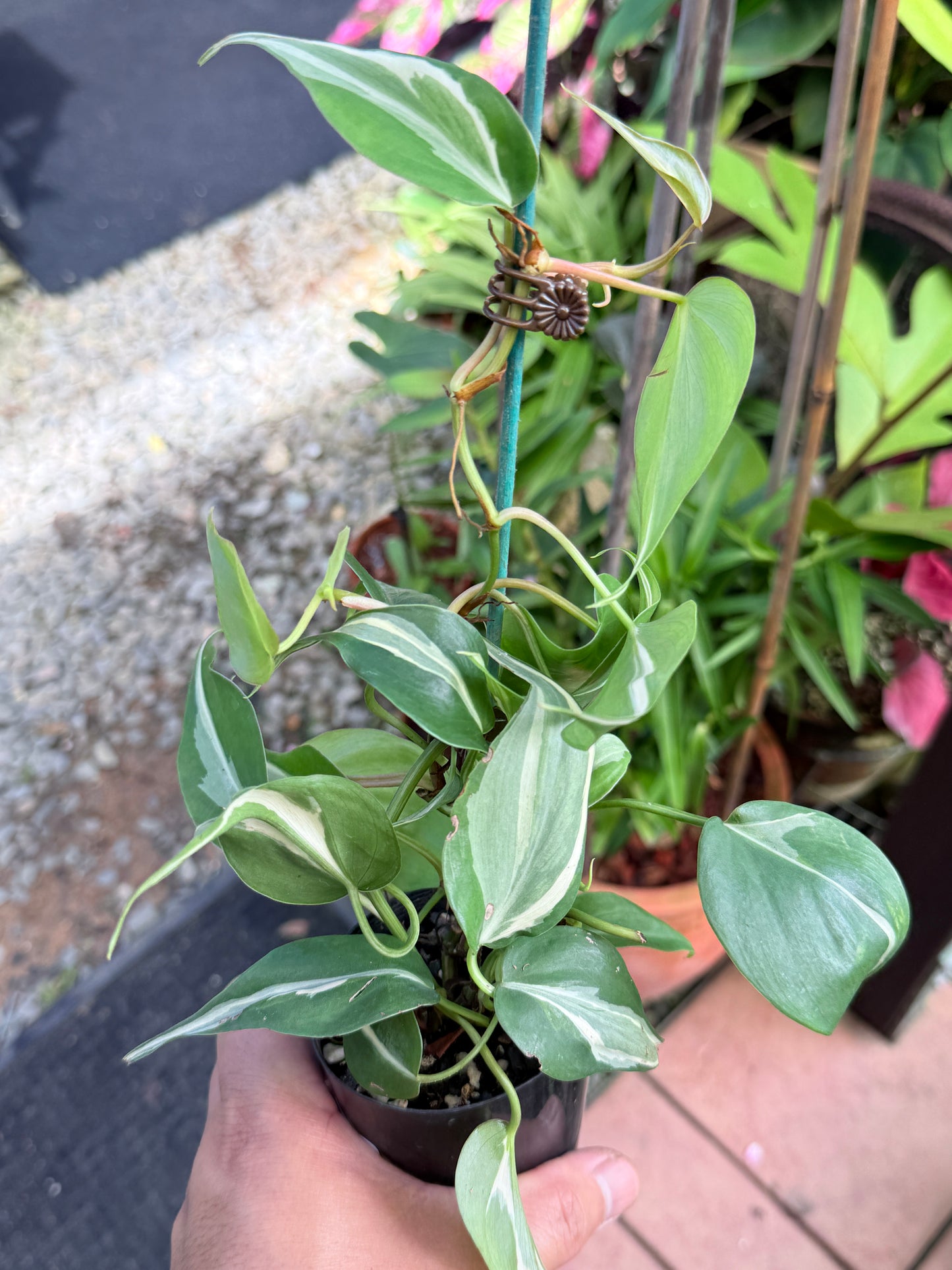Philodendron 'Rio' L1