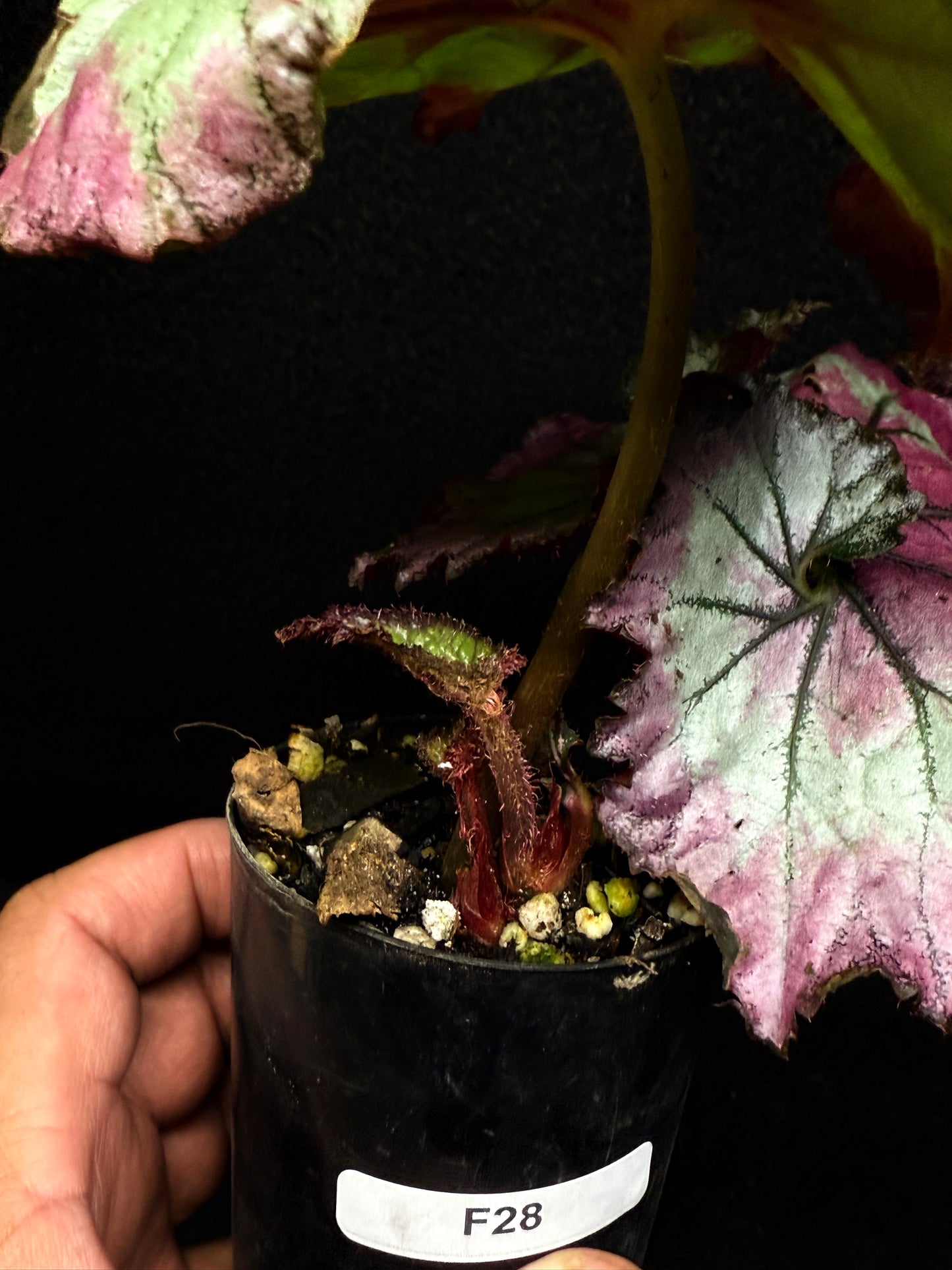 Begonia Strawberry Swirl F28