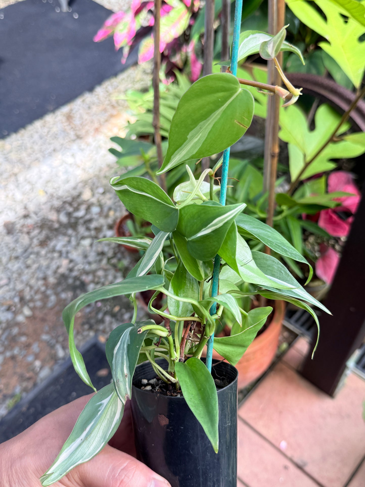 Philodendron 'Rio' L1