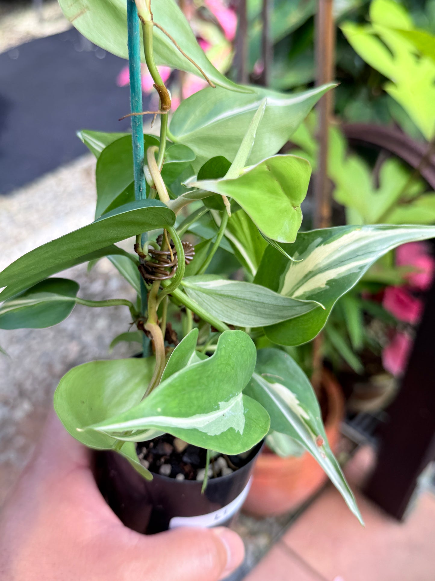 Philodendron 'Rio' L1