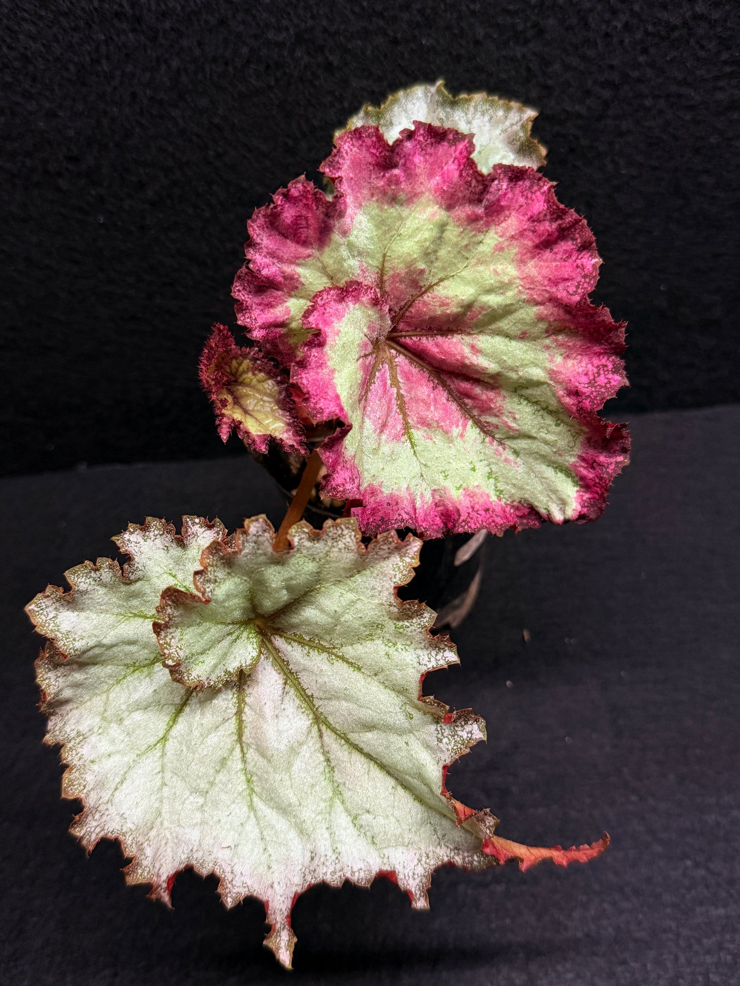 Begonia Strawberry Swirl J3