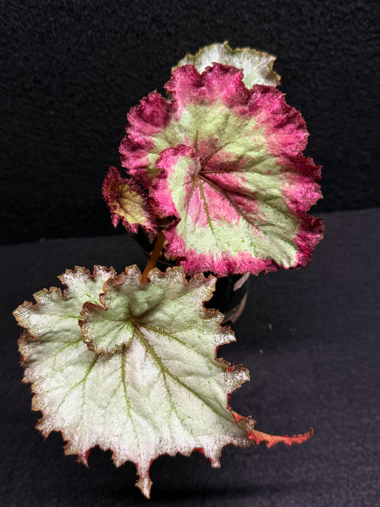 Begonia Strawberry Swirl J3
