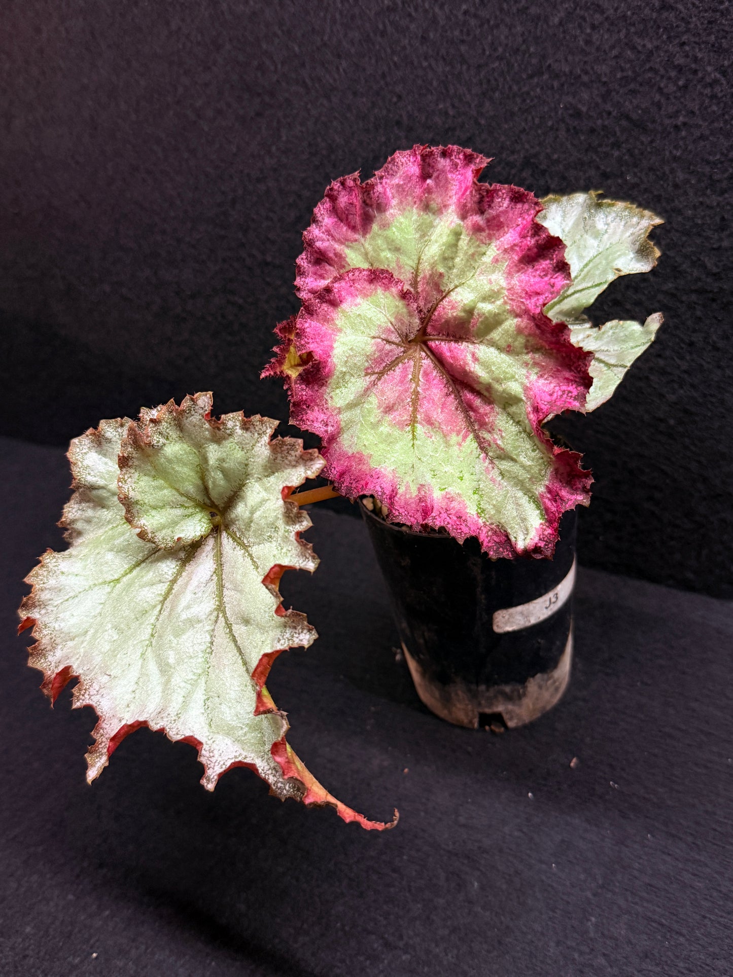 Begonia Strawberry Swirl J3