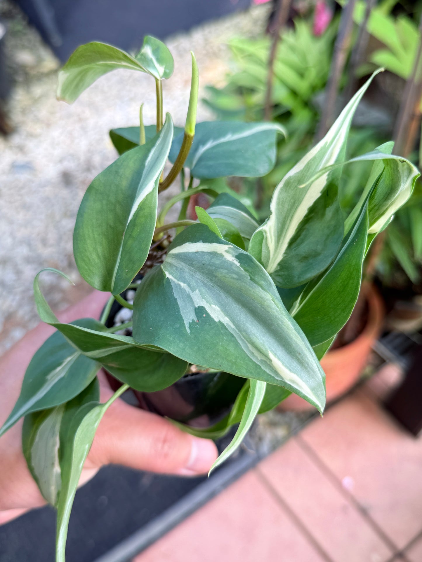 Philodendron 'Rio' L4