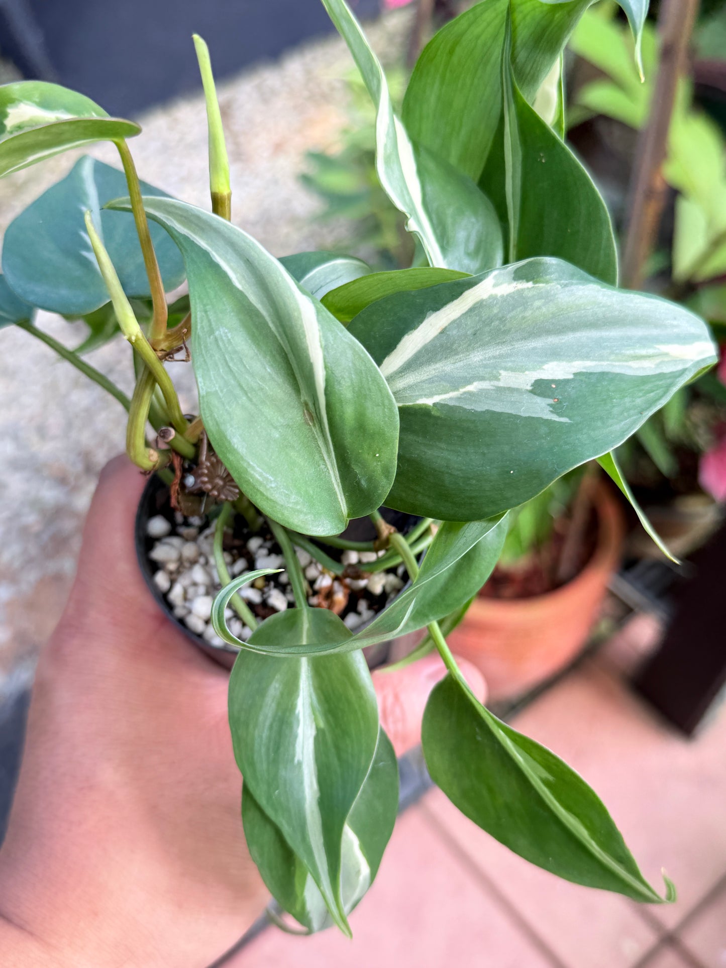 Philodendron 'Rio' L4