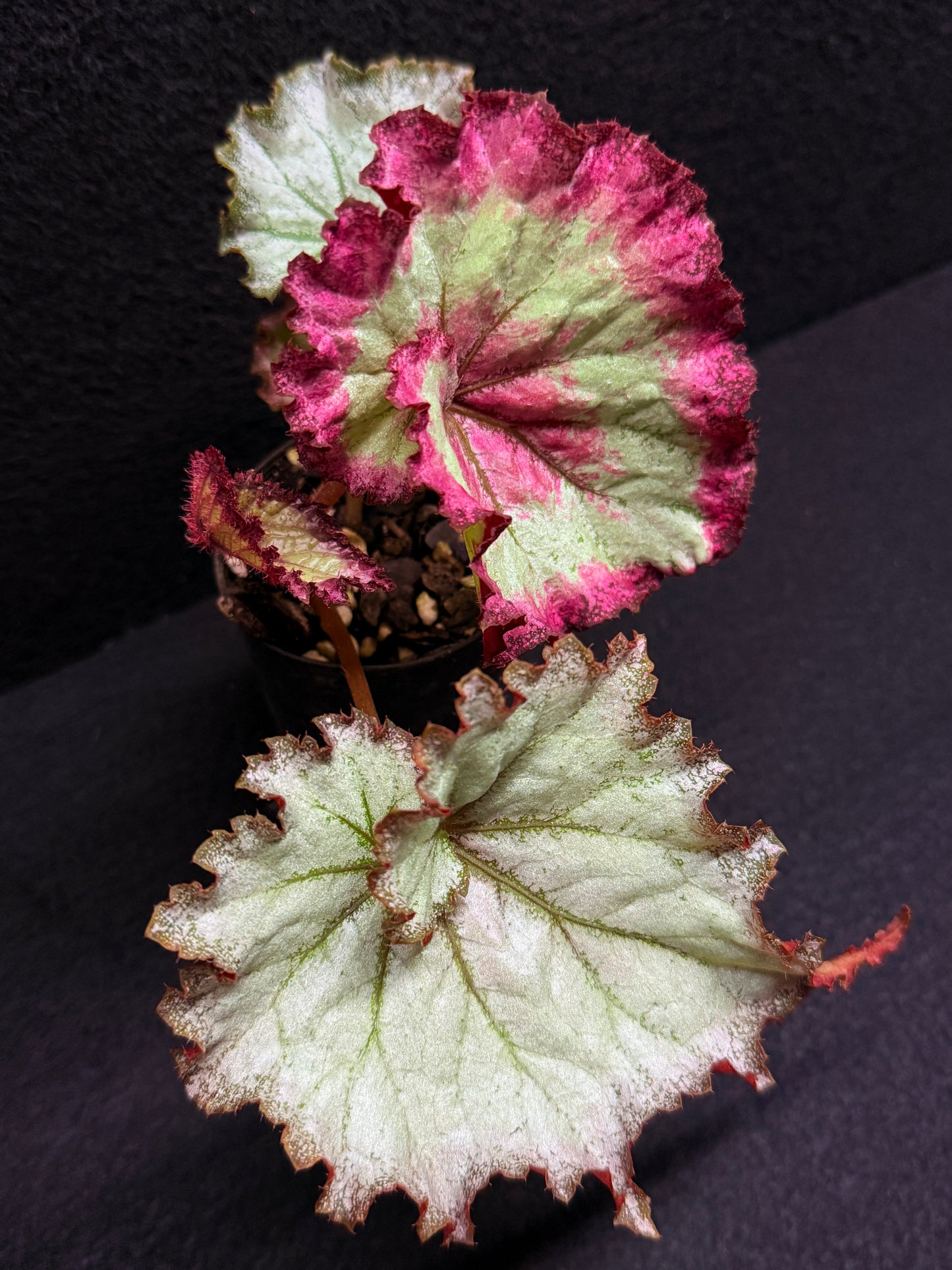 Begonia Strawberry Swirl J3