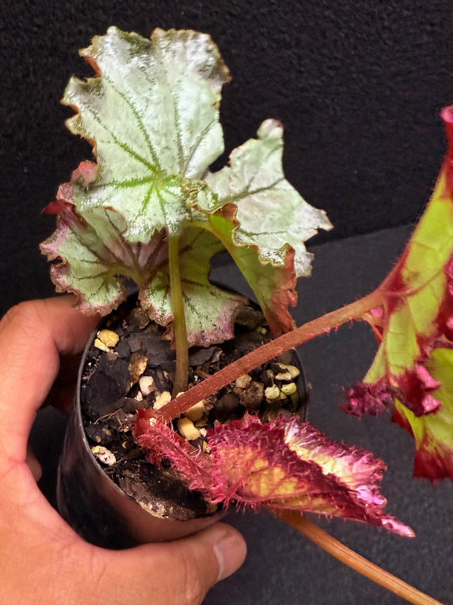 Begonia Strawberry Swirl J3
