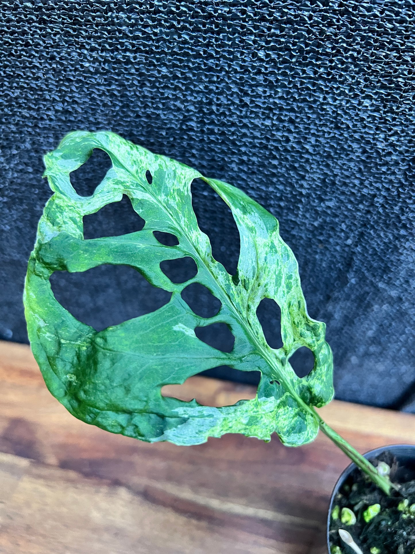 Monstera adansonii ‘Mint’ Variegata (Mottled) A72