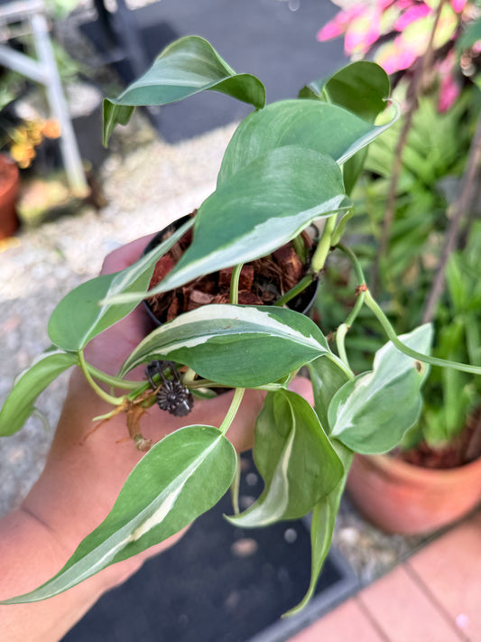 Philodendron 'Rio' L3