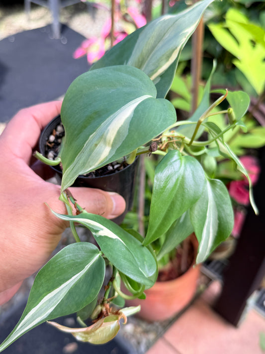 Philodendron 'Rio' L2