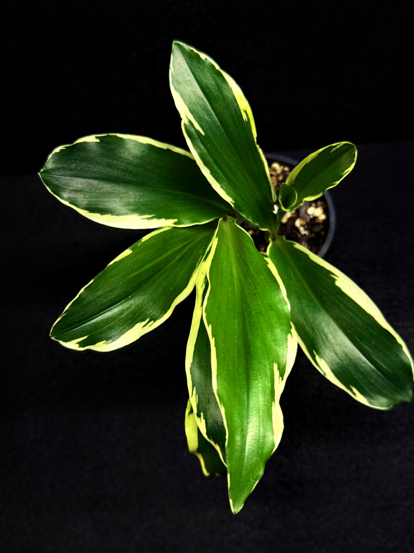 Kaempferia gilbertii 'Variegated Ginger' F30