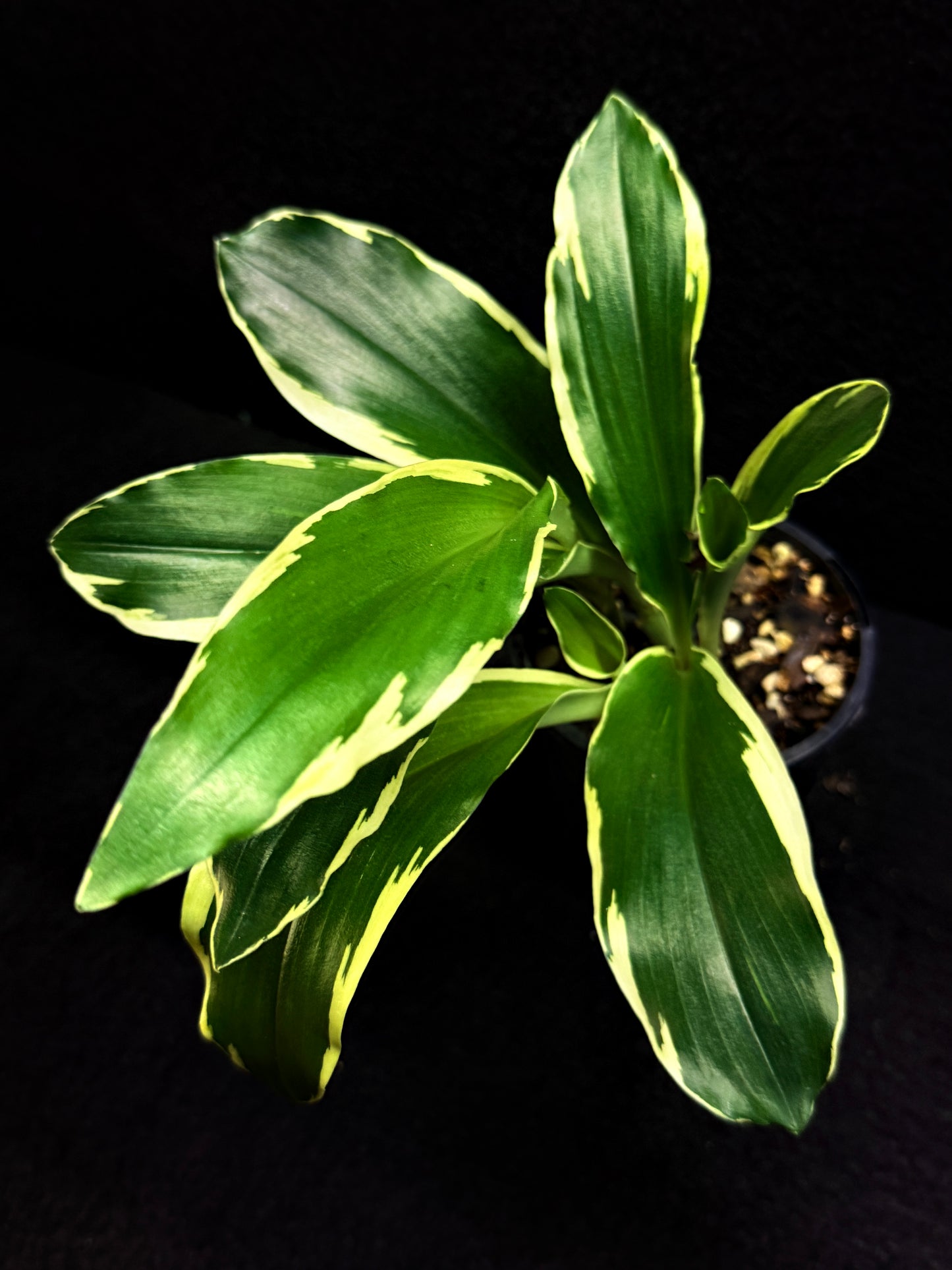 Kaempferia gilbertii 'Variegated Ginger' F30