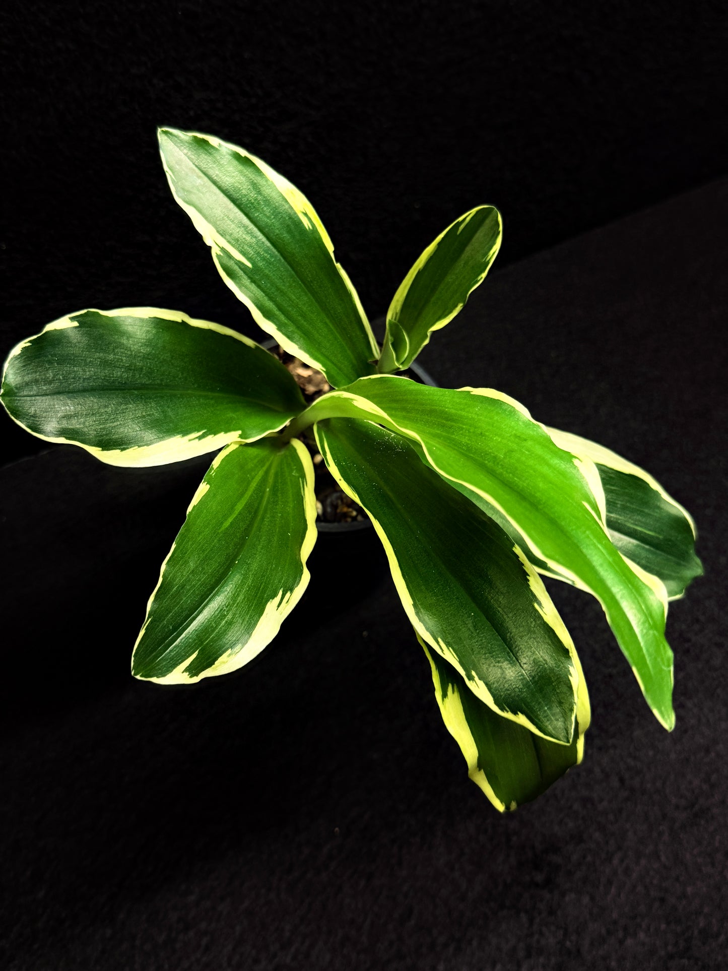 Kaempferia gilbertii 'Variegated Ginger' F30